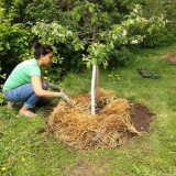 Stablo jabuke se suši u proljeće: šta učiniti